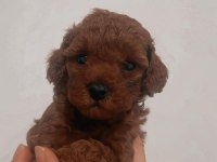 Kore red brown teacup poodle 2 aylık dişi ve erkek