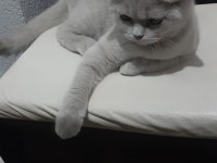British shorthair yuvanızı benimle paylaşırmısınız