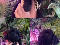Hareketli dişi toy poodle siyah
