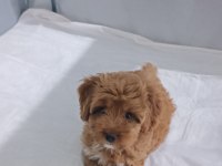 Safkan maltipoo bebek
