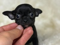 TEACUP MİCRO BOY ŞİVAVA BEBEKLER