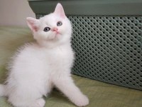 Orjinal safkan british shorthair yavrular