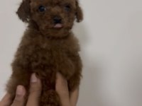 Teacup red ve red brown dişi erkek poodle yavrular