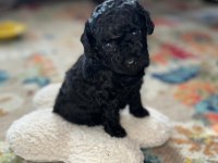 SAFKAN MİNİK SİYAH TOY POODLE