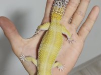 Yetişkin Gecko