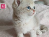 Şafkan British Shorthair