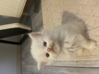 Safkan british shorthair-longhair