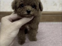 Toy Poodle Köpekler