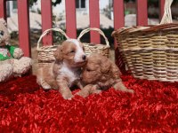 Sevimli Maltipoo