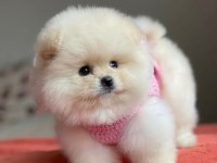 Orjinal Pomeranian yavrular