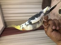 Full evcil konuşan sultan papağanı
