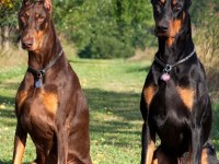 Orjinal Esnetikli Doberman Yavrularımız
