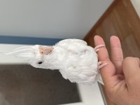 2 aylık yeme düşmüş kırmızı göz albino sultan papağanı