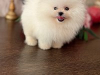 TEACUP BEYAZ AYICIK POMERANİAN BOO