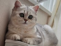 Oğlumuza eş adayı arıyoruz
