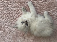 Pamuk scottish fold kızım