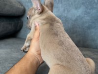 RENKLİ GÖZ BLUE FAWN MERLE EXOTİC FRENCH BULLDOG BEBEK