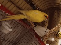 Kakariki papağanı papağanı