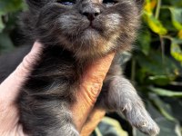 Onlar beklenen maine coon yavrular