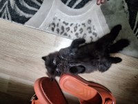 İran chincila dişi erkek yavrular