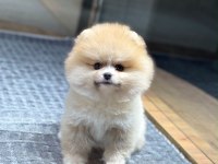 SAĞLIK VE IRK GARANTİLİ POMERANİAN KÖPEĞİ