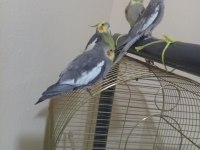 Evcil sultan papağanları