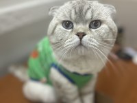 Scottish fold oğluma eş arıyoruz