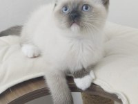 ÖZEL OLMAK İSTEYENLERE RAGDOLL