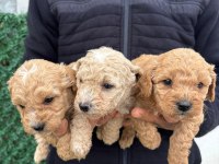 MİNİ MALTİPOO YAVRULAR