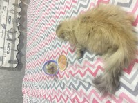 Scottish fold