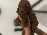 Red brown poodle yavrularım