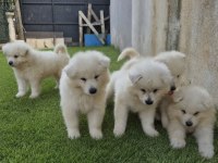 Show Class Samoyed Yavrularımız