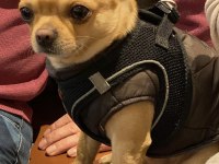 Dişi chihuahua köpeğime eş arıyorum