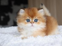 Altın Yeleli Golden British Longhair 