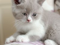 Nadir bulunan harika lilac bicolor yavru british shorthair