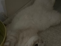 Uysal uyumlu scottish fold