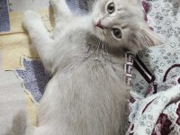 İki tane dişi British Longhair Cat