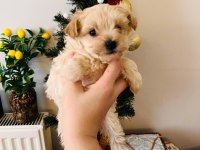 TAM 2 AYLIK BİR BEBEK MALTİPOO