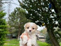 A+ Kalite Maltipoo Yavrularımız 81 ile Gönderim Mevcuttur