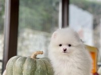 Sakarya Pomeranian Boo