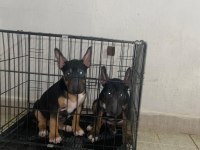 A CLASS ŞECERELİ YAVRU KÖPEKLER