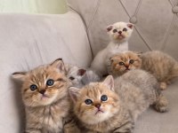 Scottish fold ve british shorthair yavrular