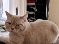 British Shorthair Dişi Erkek Çift