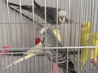 Jumbo takım muhabbet kuşlar