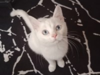 Ankara Kedisi