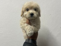 En kaliteli En sınıf yavrular maltipoo