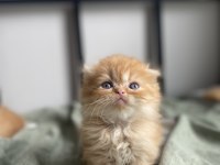 Scottish Fold Pofuduk Kediler