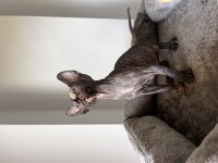 Dişi Sfenks (sphynx) yavruları