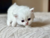 Masum Bebek Silver British Shorthair 