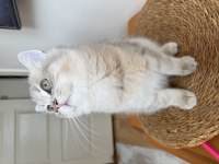 British longhair erkek